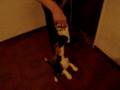 Fuerza de un perro