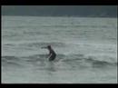 Surf long Vini