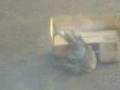 videos de piccione morto