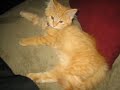 The Cutest Kitten in the World The Cutest Kitten in the World