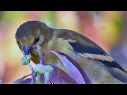how to harvest dogwood seeds