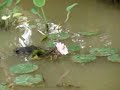 Click here to watch this video A Beautiful Buddhist Meditation Crystal Music..... ' Sound Of SERENITY '...... a NewAgeMusic !
