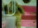 Maruko our tortoiseshell Holland lop baby bunny Maruko our tortoiseshell Holland lop baby bunny