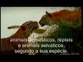 O Cristão e a Consciência Ambiental