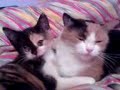Feng shui, die killer-katze
