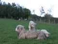 Greyface Dartmoor lambs at Sheldon using their patient Mum as a trampoline