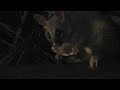 Possum Dinner Time Possum Dinner Time