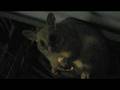Possum-Dinner-Time