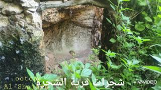 شجرات قرية الشجرة