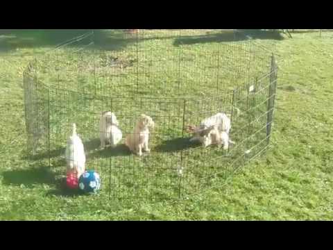 Goldendoodle pups playing outside