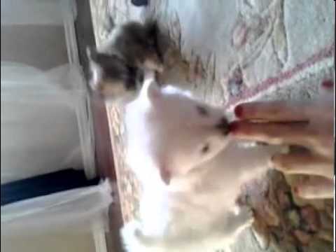 GORGEOUS FEMALE POMCHI