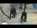 Winter at the Zoo, Part II: Primate, Cat & Aquatics Building