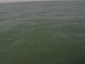 Chinese White Dolphin 中華白海豚