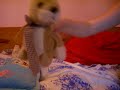 Super Mario 64 ds Hase rabbit mit meinem Uik Uik