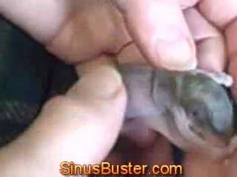 how to take care of a baby flying squirrel