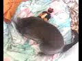 Kidden wrassles his cat toy
