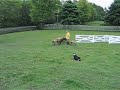 Mocean herds-Lesson 15 (1)
