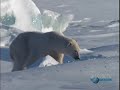 Polar Bear kills Seal pup Polar Bear kills Seal pup