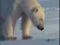 Polar Bear kills Seal pup