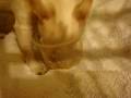 videos de Peoplefood4Dogs.com Sparky cleans his plate