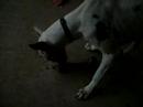 Mr. BoJangles