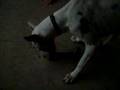 videos de Mr. BoJangles