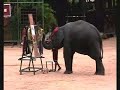 大象||Elephant