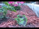 Pam's Garden