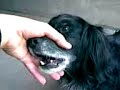 un perro ke dice mama xD 