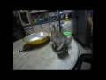 videos de Cherry wishes for a good home