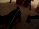 Duckie's New Toy