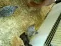 Catch the chicken