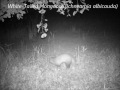 Some video footage I captured for my Safari Guide website using a remote game camera in the Matusadona National... http://t.co/pJHNO0DRoM