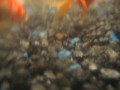 Underwater Koi Pond (part 4)