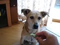 Dog that eats bread on his nose