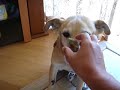 Dog that eats bread on his nose