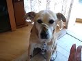 Dog that eats bread on his nose