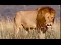 King lions roam the African jungle, protecting the pride and cute baby cubs - BBC wildlife