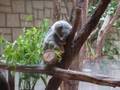 The Higashiyama Zoo Pics