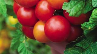 Quick Start Gardening Guide: Determinate vs Indeterminate Tomatoes