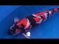 Grand Champion of the Shinkokai 2012 (All Japan koi show