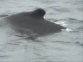 Humpback Whales