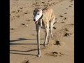 greyhound fascination

impressions of my two greyhounds' life
as pets...