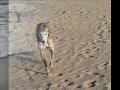 Greyhound Fascination