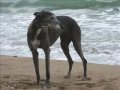 greyhound fascination

impressions of my two greyhounds' life
as pets...