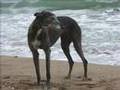 Greyhound Fascination