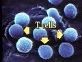 Gene Therapy Example