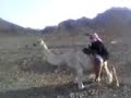 مسكين البعير