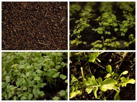 how to transplant arugula