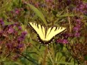 Black - yellow butterfly